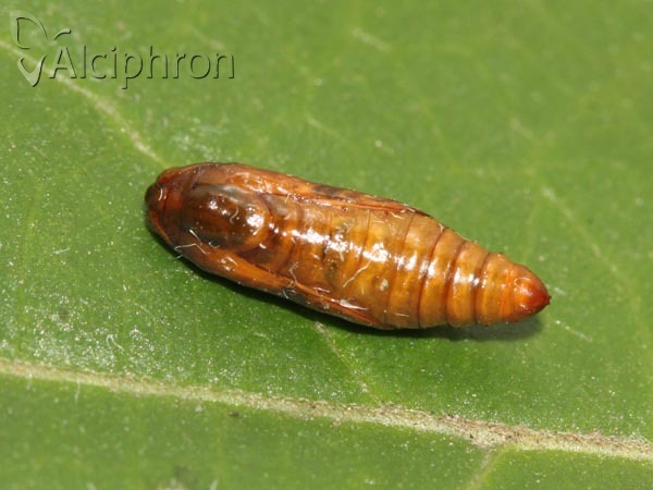 Evergestis forficalis