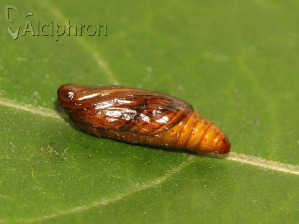 Evergestis forficalis