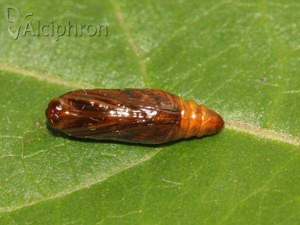 Evergestis forficalis