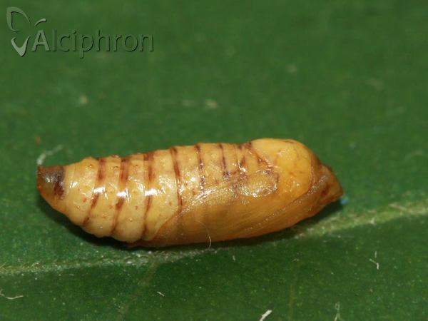 Titanio normalis