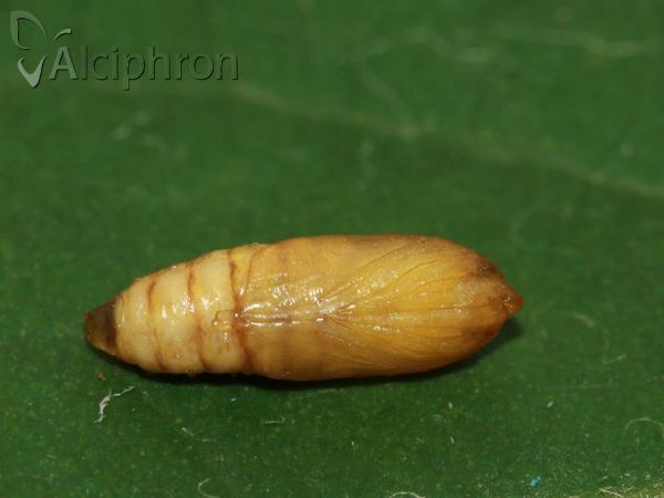 Titanio normalis