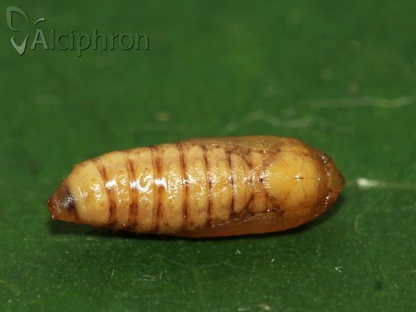 Titanio normalis