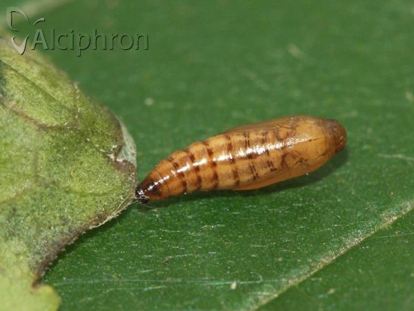 Heliothela wulfeniana