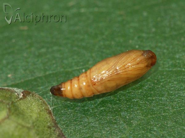 Heliothela wulfeniana