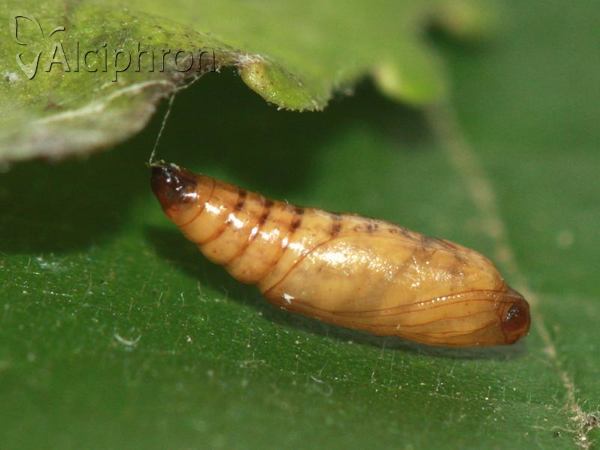 Heliothela wulfeniana