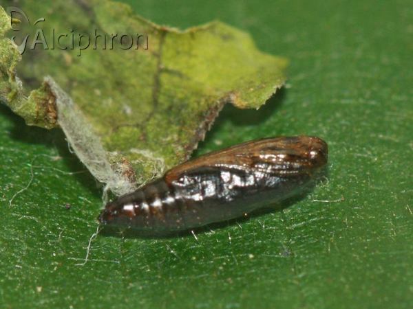 Heliothela wulfeniana
