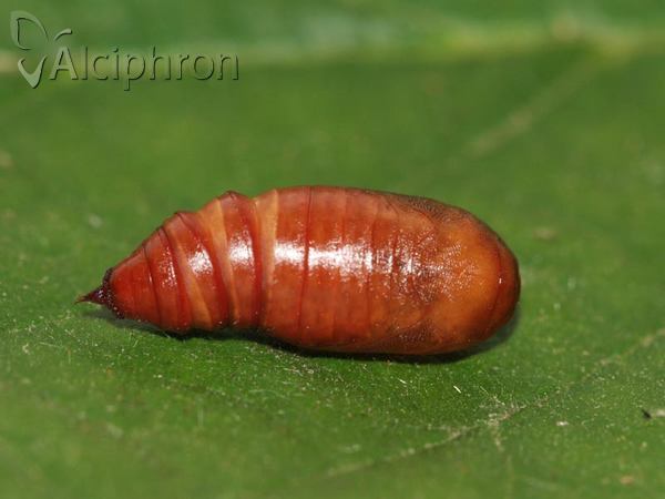Polyploca ridens