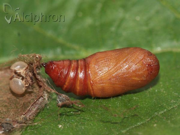 Polyploca ridens