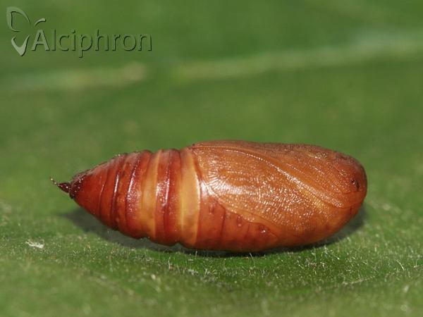 Polyploca ridens