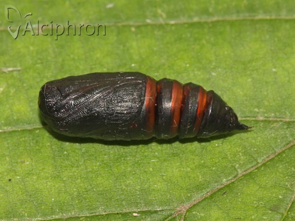 Habrosyne pyritoides
