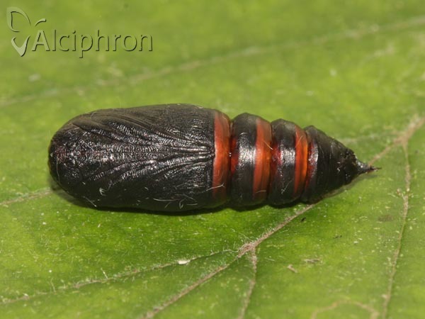 Habrosyne pyritoides