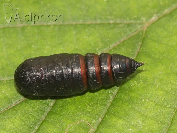 Habrosyne pyritoides