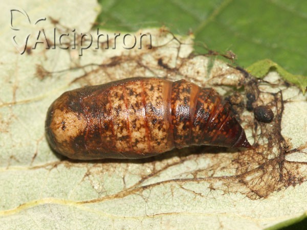 Thyatira batis