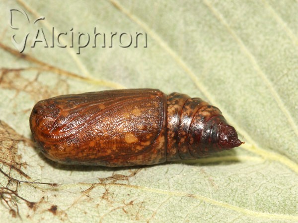 Thyatira batis