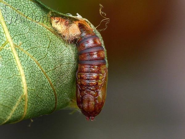Drepana falcataria