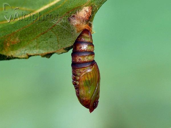 Drepana falcataria