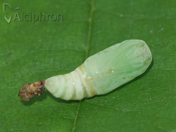 Watsonalla binaria