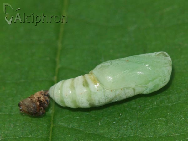 Watsonalla binaria