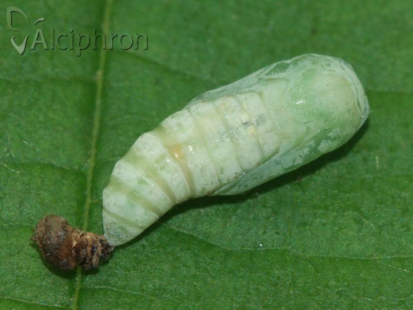 Watsonalla binaria