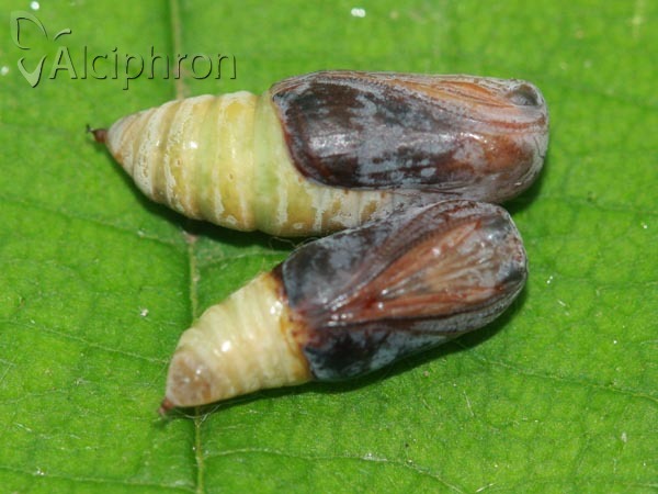 Watsonalla binaria