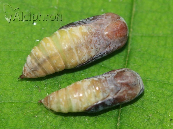 Watsonalla binaria