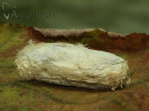 Odonestis pruni