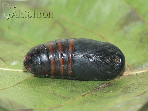 Odonestis pruni