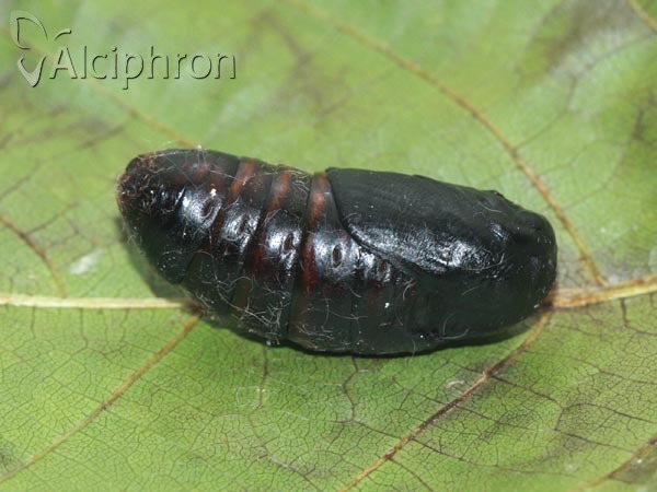 Odonestis pruni