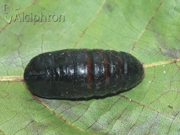 Odonestis pruni