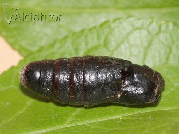 Odonestis pruni