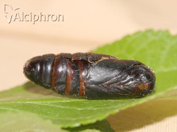 Odonestis pruni