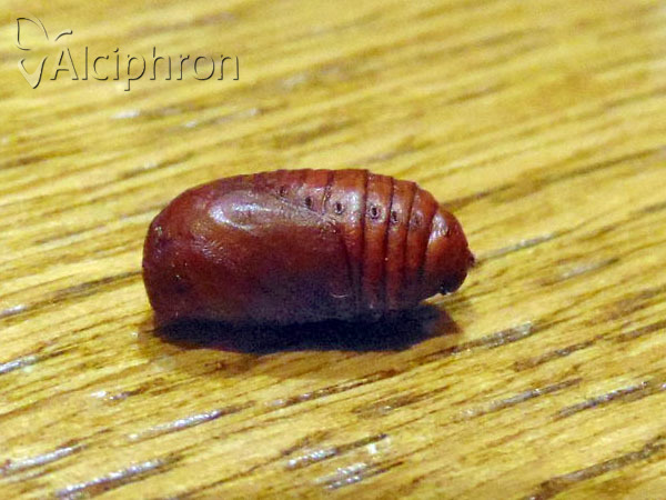 Trichiura crataegi