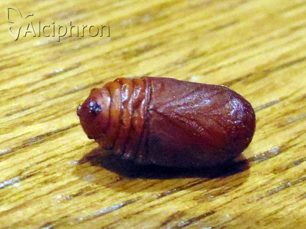 Trichiura crataegi