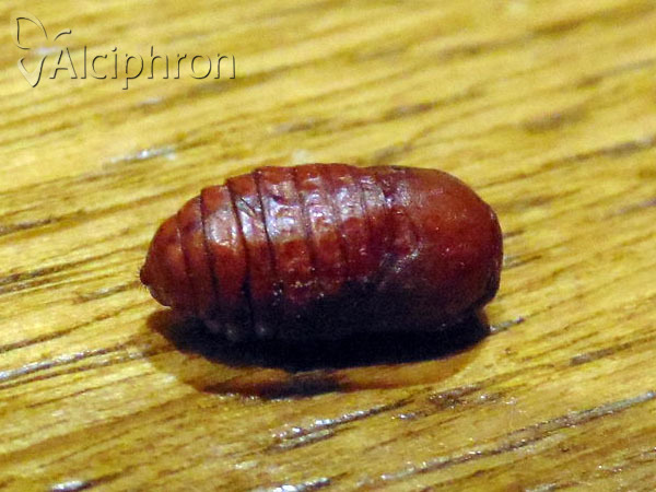 Trichiura crataegi