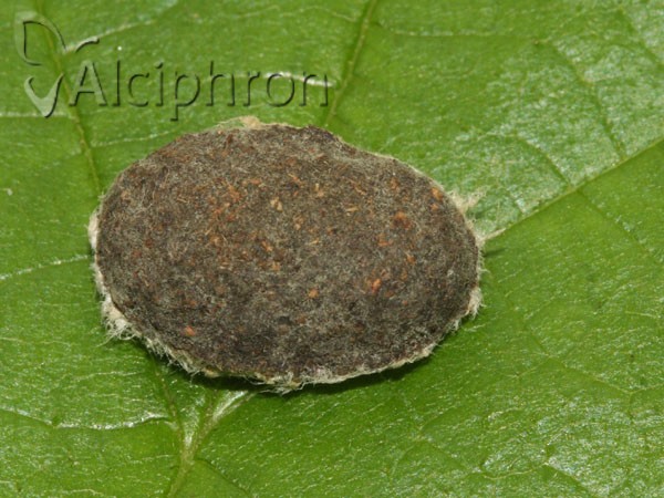Poecilocampa populi