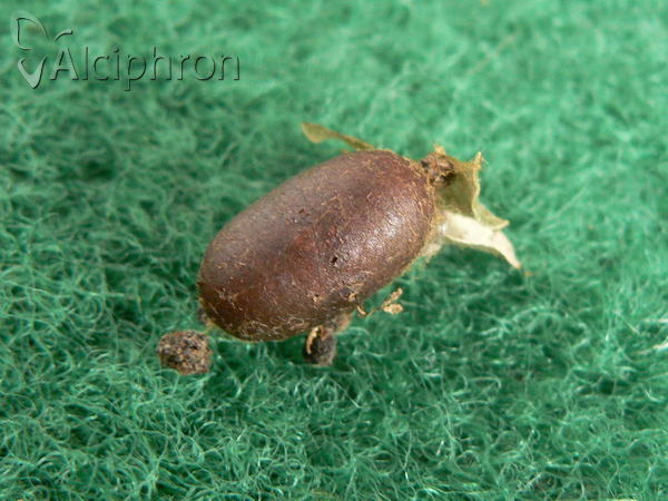 Eriogaster lanestris