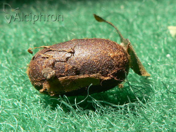 Eriogaster lanestris