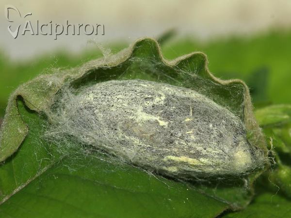 Malacosoma neustria