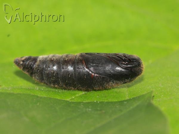 Malacosoma neustria