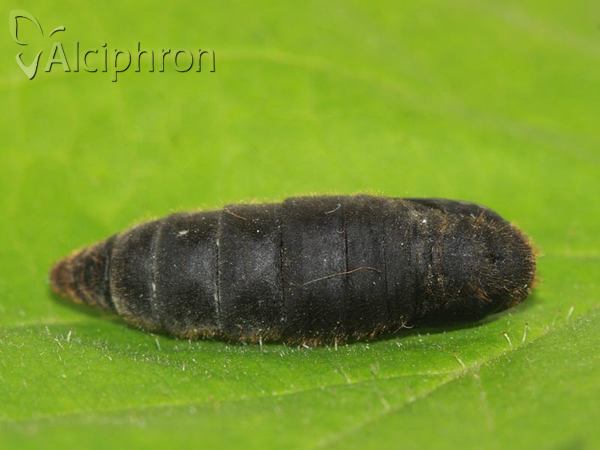 Malacosoma neustria