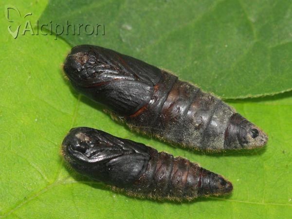 Malacosoma neustria