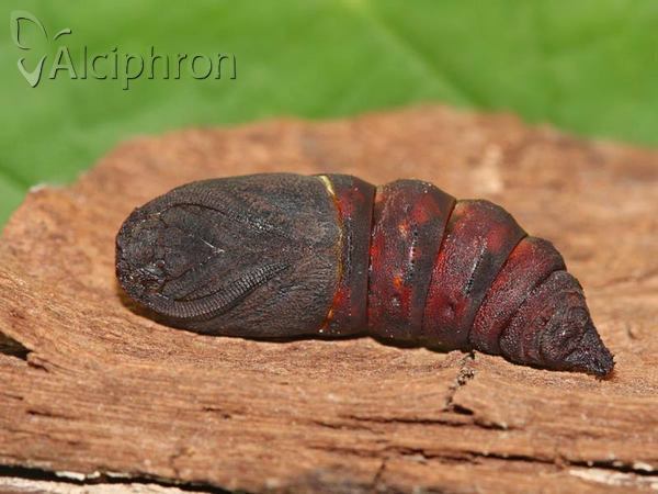 Endromis versicolora