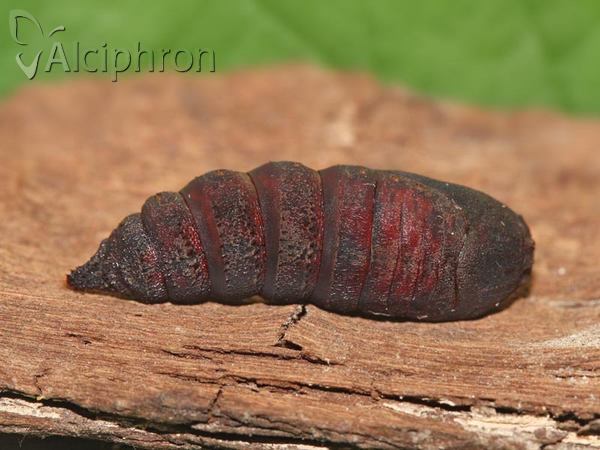 Endromis versicolora