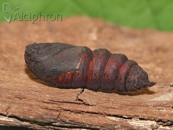 Endromis versicolora