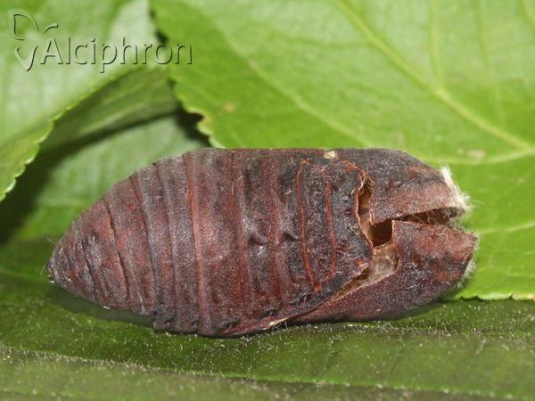 Saturnia pyri