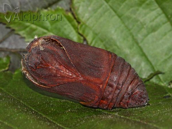 Saturnia pyri