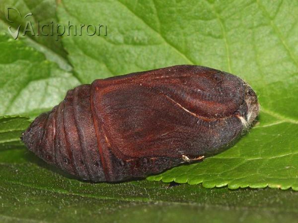 Saturnia pyri
