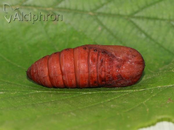 Saturnia pyri