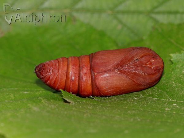 Saturnia pyri