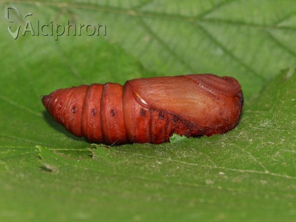 Saturnia pyri